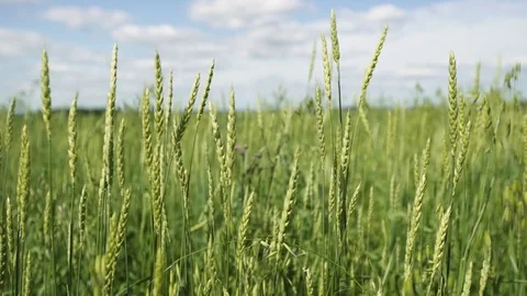 Wheat, rye, green grain field 스톡 동영상 114426696