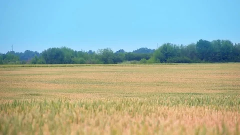 Wheat rye spikelets spikes field video. Harvest farm rural landscape background Stock Footage 85177103
