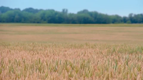 Wheat rye spikelets spikes field panorama video. Harvest agriculture farm Stock Footage 85177372