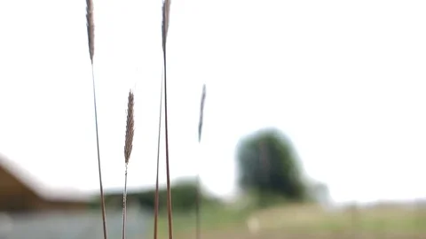 Wheat, Rye, Spoons, Bread. top 스톡 동영상 82816457