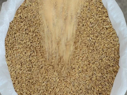 Wheat sack is getting full. Stock Footage 77170248