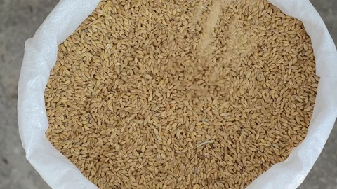 Wheat sack is getting full. 스톡 동영상 81232536