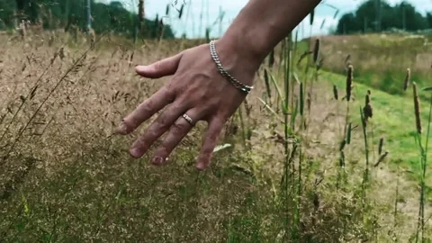 Wheat Scene Stock Footage 135502701