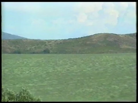 Wheat Sea Stock Footage 340541200