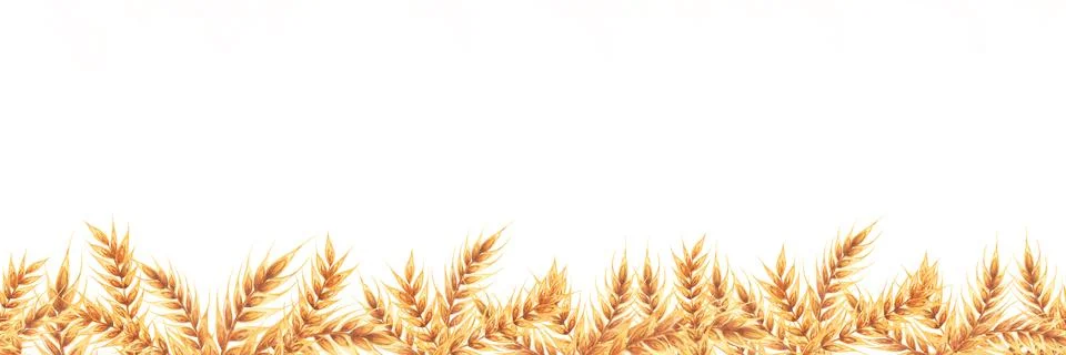 Wheat seamless border field. Frame with ears of wheat. Watercolor illustration Stock Illustration
