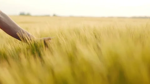Wheat seed and hand in Feed Crops Seeds, for concept agriculture presentation Video stock 334658053