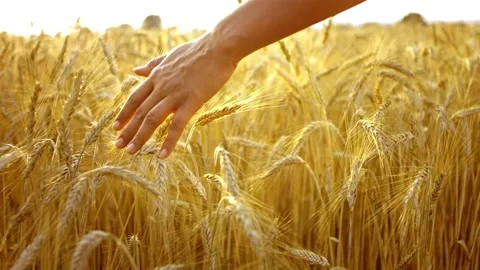 Wheat seed and hand in Feed Crops Seeds, for concept agriculture presentation Stock-Footage 334658100