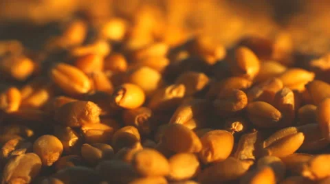 Wheat seed close up illuminated by sunlight Stock Footage 44252046