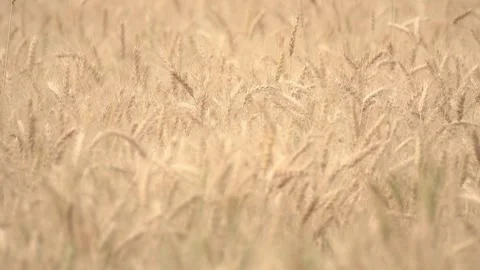Wheat seed Feed Crops Seeds, Grass Seeds, Fields Crops Seeds, farm Video stock 334658047