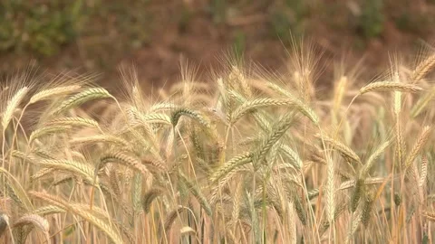 Wheat seed Feed Crops Seeds, Grass Seeds, Fields Crops Seeds, farm Stock-Footage 334658056