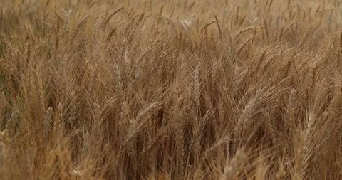 Wheat seed Feed Crops Seeds, Grass Seeds, Fields Crops Seeds, farm Stock-Footage 334658208