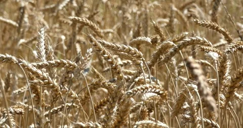Wheat seed Feed Crops Seeds, Grass Seeds, Fields Crops Seeds, farm Stock-Footage 334658209