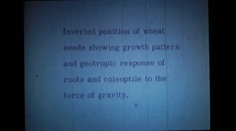 Wheat seed germination process Video stock 39932480