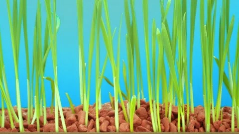 Wheat seed germination time lapse Stock Footage 162684380