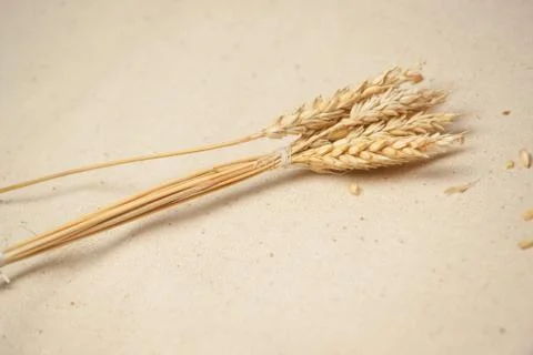 Wheat seed Stock Photos