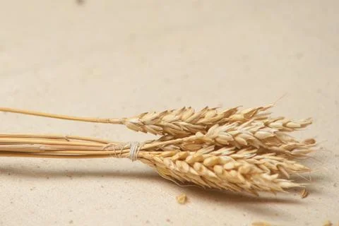 Wheat seed Stock Photos