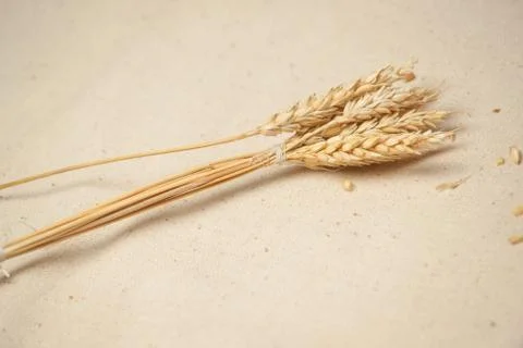 Wheat seed Foto stock
