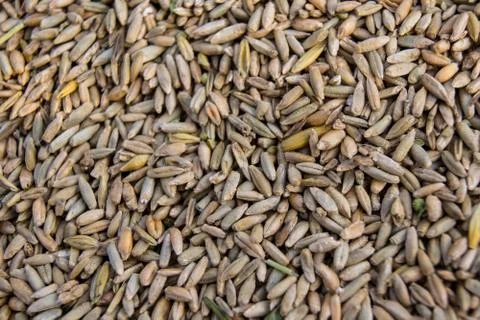 Wheat seed Foto stock