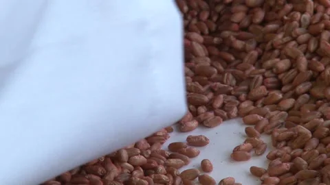 Wheat Seed Quality Testing. Video stock 154464369