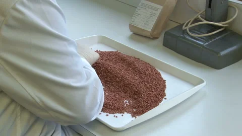 Wheat Seed Quality Testing. Video stock 154464857