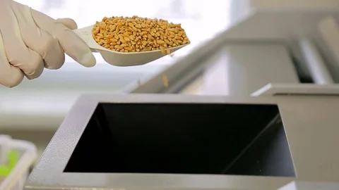 Wheat Seed Quality Testing.
Woman's hand shaking sieve and removes unwanted Stock-Footage 72306906