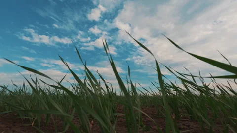 Wheat seedlings on a blue sky background 스톡 동영상 244794338