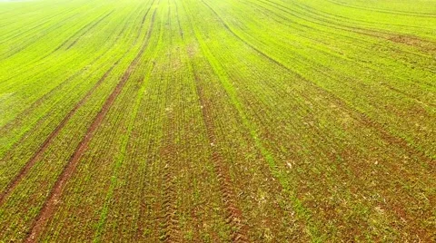 Wheat seedlings. Video stock 55838514