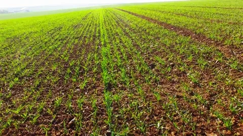 Wheat seedlings. Stock Footage 55839133