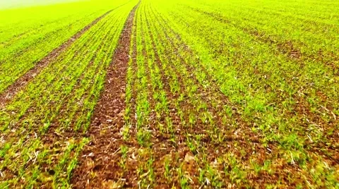 Wheat seedlings. Video stock 55839139