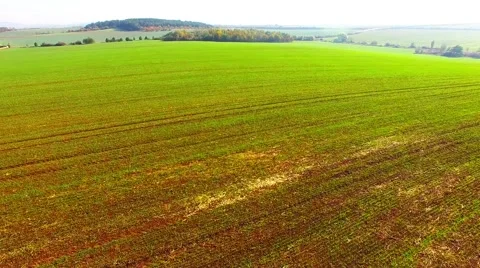 Wheat seedlings. Stock Footage 55840556
