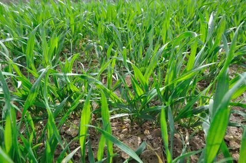 Wheat seedlings Stock Photos