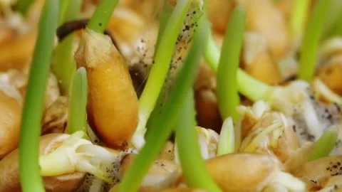 Wheat seeds are germinating and starting to mold because of excess of water Stock Footage 345452832