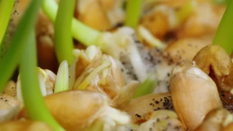 Wheat seeds are sprouting and growing becoming green grass filmed in time lapse Stock Footage 345452919
