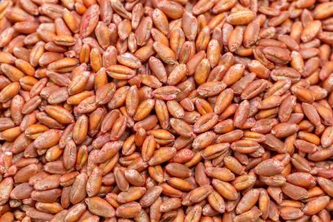 Wheat seeds, cereal seeds with red seed dressing or seed treatment Stock Photos