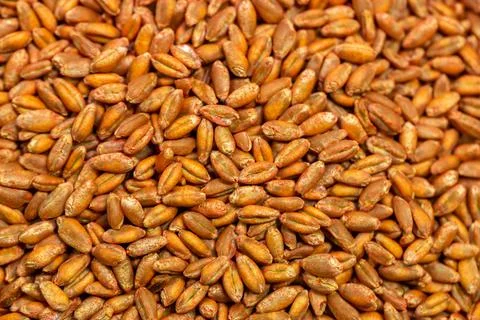 Wheat seeds, cereal seeds with red seed dressing or seed treatment Stock Photos