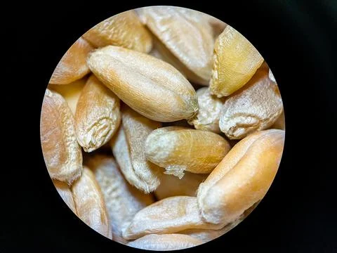 Wheat Seeds Close-Up Under Microscope – High Detail Macro Grain Stock Photos