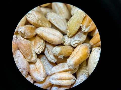 Wheat Seeds Close-Up Under Microscope – High Detail Macro Grain Stock Photos