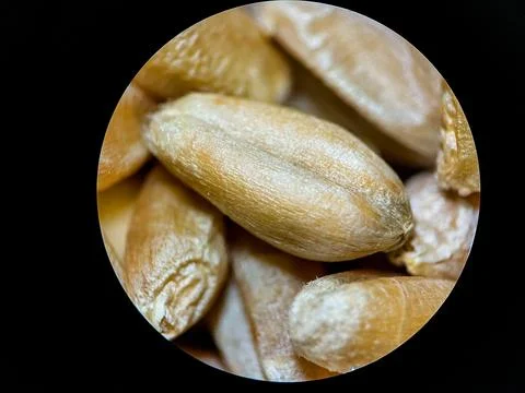 Wheat Seeds Close-Up Under Microscope – High Detail Macro Grain Stock Photos