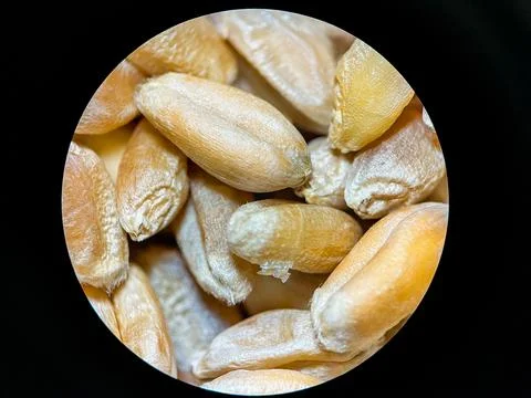 Wheat Seeds Close-Up Under Microscope – High Detail Macro Grain Stock Photos