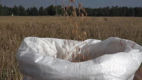 Wheat Seeds Falling Into a Bag Stock Footage 239707621