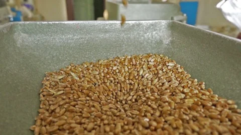 Wheat seeds falling Stock Footage 81945434