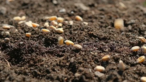 Wheat seeds falling on ground while farmer sprouting on agricultural field Stock Footage 151293202