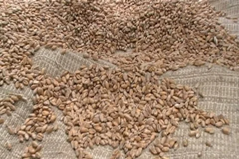 WHEAT SEEDS Stock Footage 505621