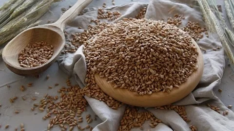 Wheat seeds	 Stock Footage 136067397