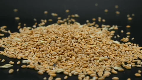 Wheat seeds grains falling slow motion,raw food ingredients product price crisis Stock Footage 210914179