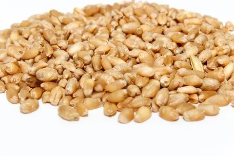 Wheat seeds image with selective focus Stockfoto's