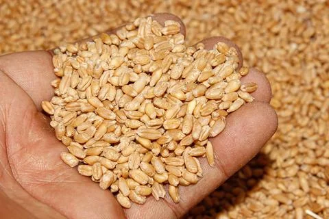 Wheat seeds image with selective focus Stockfoto's