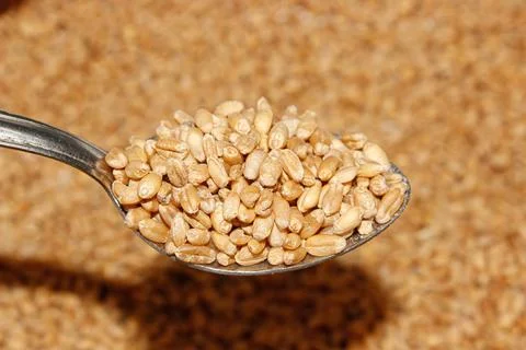 Wheat seeds image with selective focus Stockfoto's