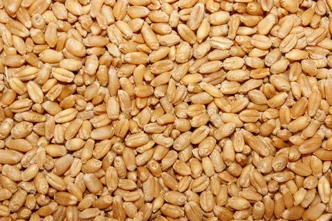Wheat seeds image with selective focus Stockfoto's
