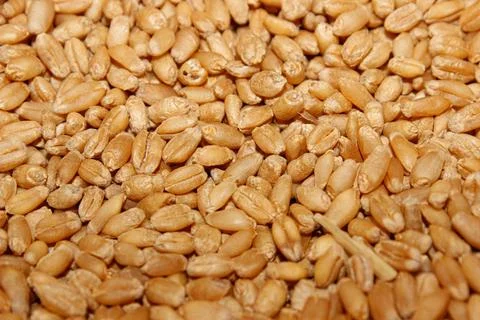 Wheat seeds image with selective focus Stockfoto's